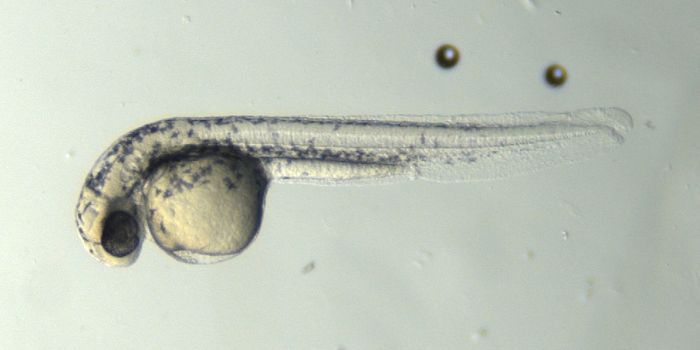 Toward Targeted Therapeutics for Common Genetic Disorders