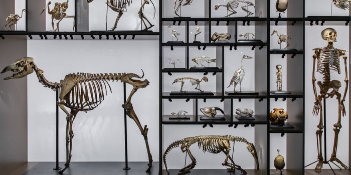 What happened to the Neandertals?