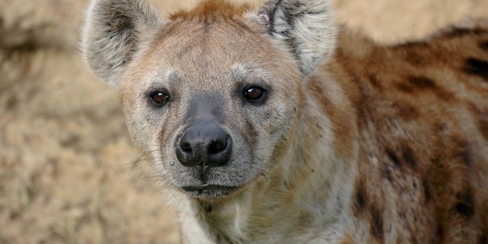 Everything You Didn't Know About Hyenas