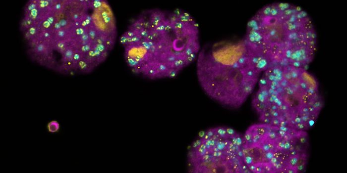 Bacteria Help Defend Amoeba in the Microbial Arms Race