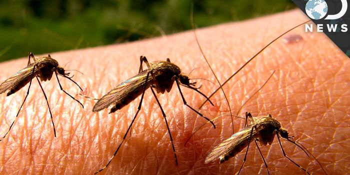 Buzz Off! Mosquitos Have a Purpose, But We Still Hate Them