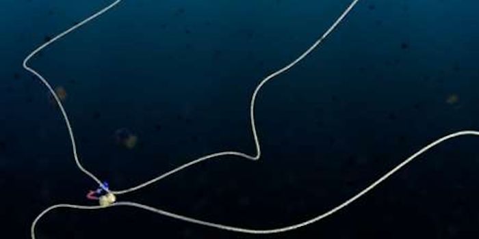 Getting Loopy - How DNA is Organized