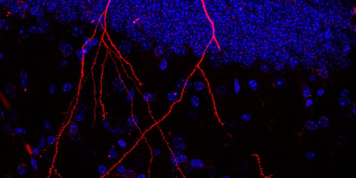 A Delivery System That Enables Gut Microbes to Communicate with the Body