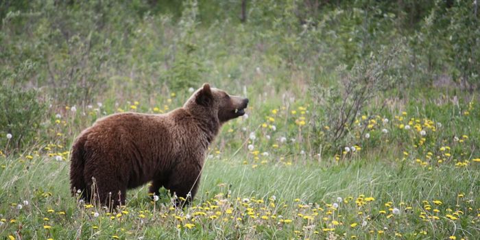 Stunning Connection Between Bear DNA & Human Language Groups Is Revealed