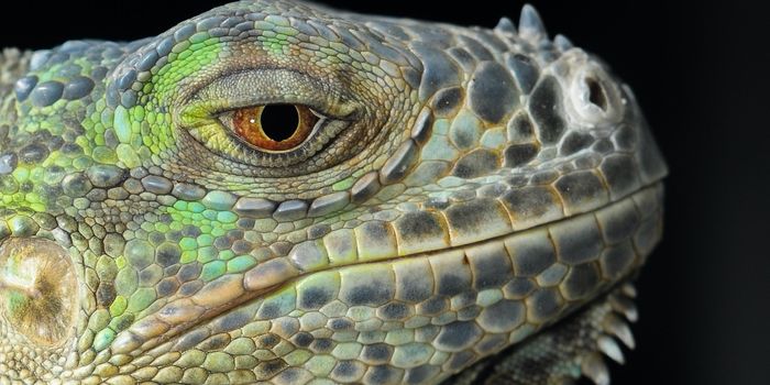 Iguanas Are Falling From Trees in Florida