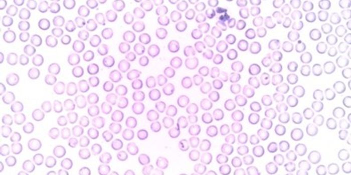 Myeloid Cell Differentiation Drives Therapeutic Efficacy