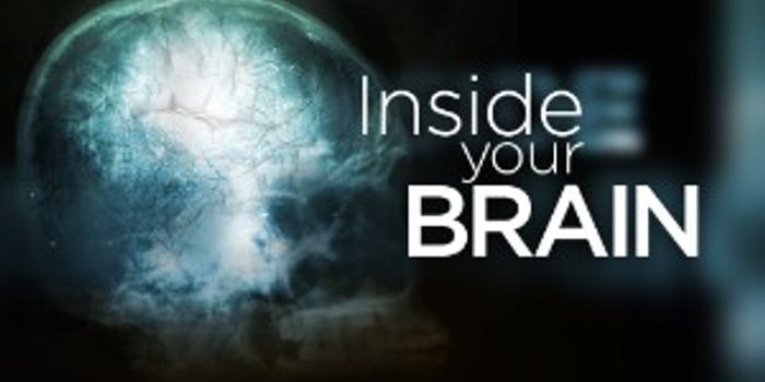 Perineuronal nets and Epilepsy