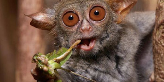 Ancient Gene Remnants we Carry From our Ancestors