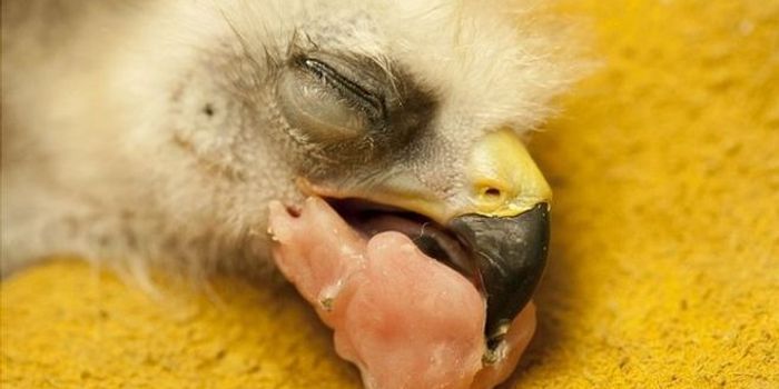 Beak Surgery Gives This Newborn Kite Chick a Second Chance at Life