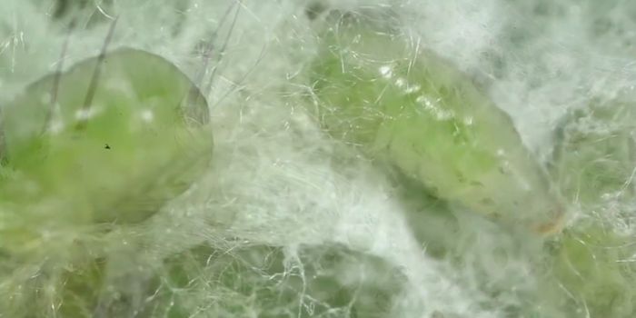 Everything You Need to Know About Parasitoids