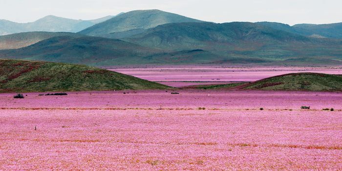 'Driest Place on Earth' Being Overrun By Colorful Flowers