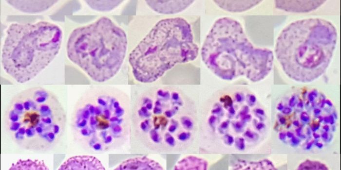 What Are Malaria Parasites Hiding In Their Genes?