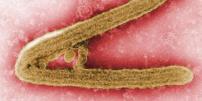 A Marburg Virus Treatment Approach is Identified