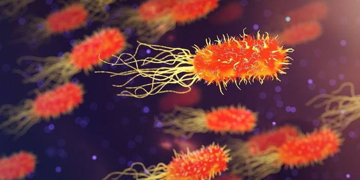 Gut Bacteria Influences Response to Fear