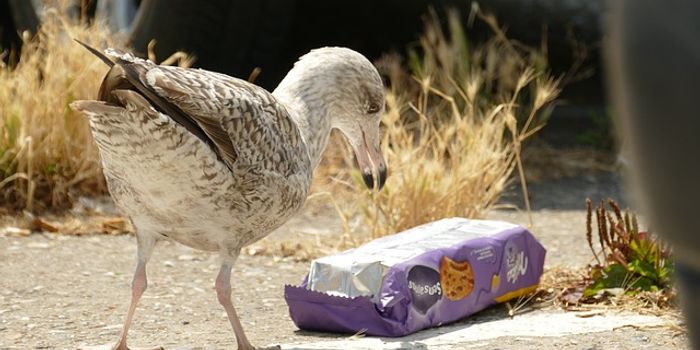 Microplastics Affect Seabird Gut Health - With Implications For Human Health Too