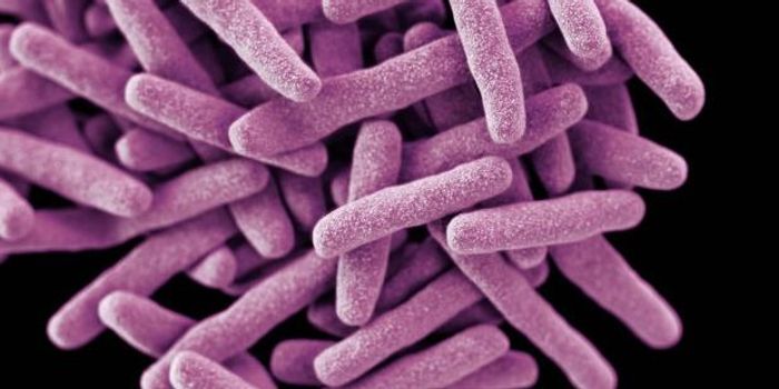 Bacteria bring the fight to cancer