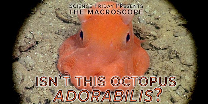 Quite possibly the cutest sea creature ever