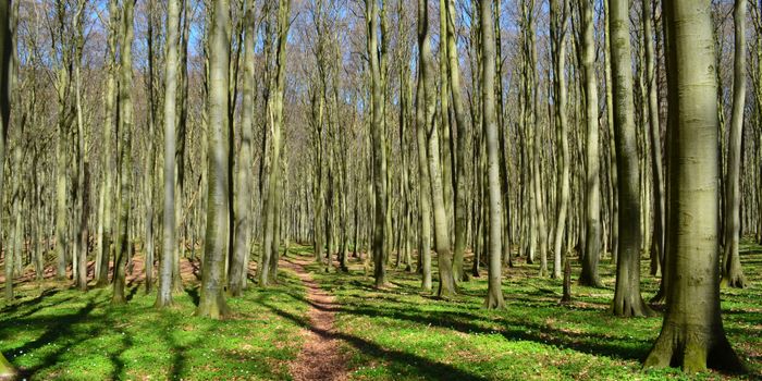 Trees Recover Fast from Hurricanes, but Sea Levels Threaten