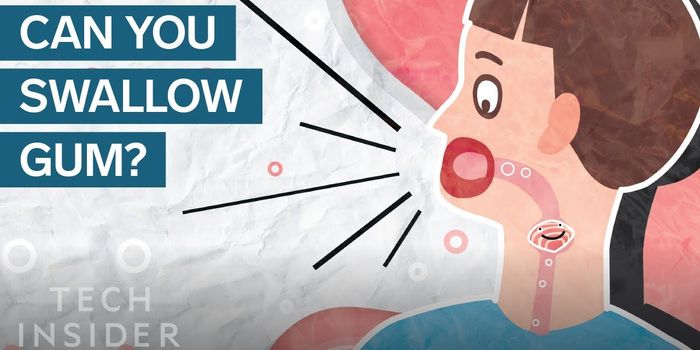 What Happens When You Swallow Gum?