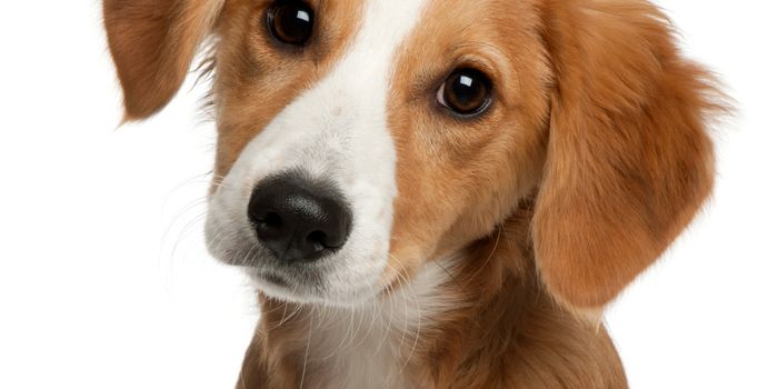 Study Finds Dogs May Be Able to Sense Your Mood