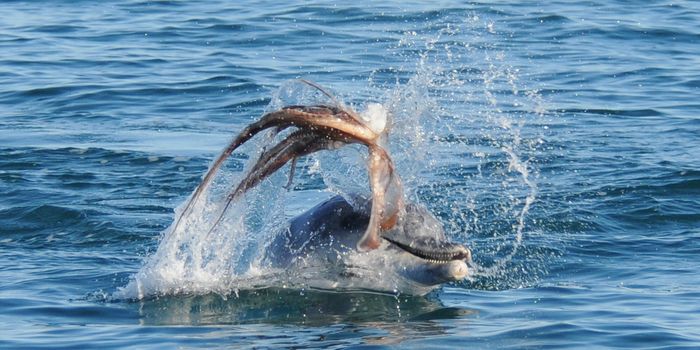 Dolphins Thrash Their Food Before Swallowing