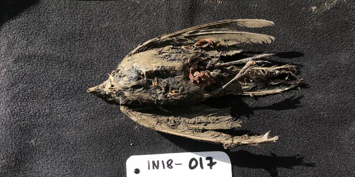 46,000-Year-Old Bird Recovered From Siberian Permafrost