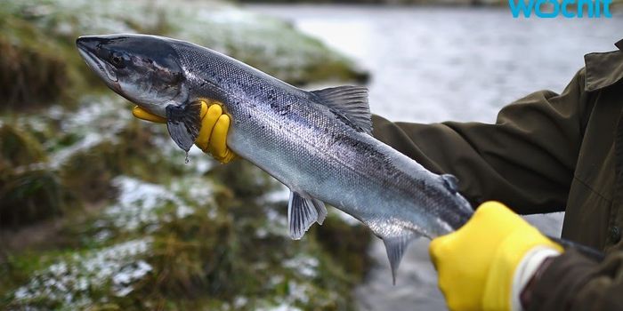 GMO Salmon Angers Environmentalists