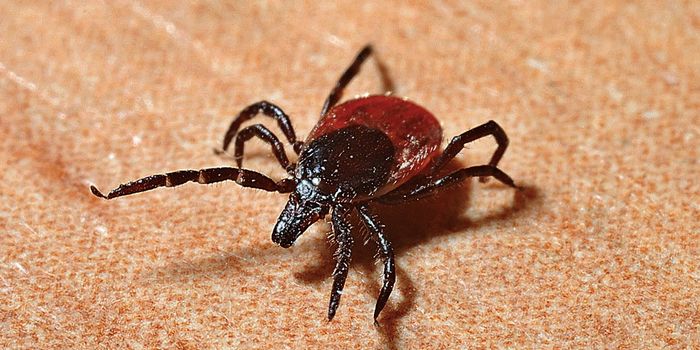 As the Climate Warms, Lyme Disease Cases Will Increase