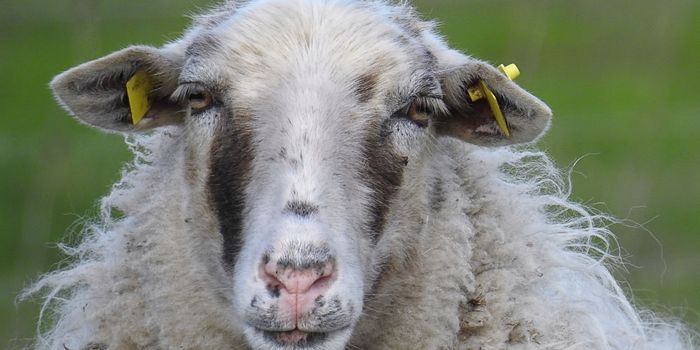 500 Sheep Employed to 'Munch' on Undergrowth in Madrid-Based Park