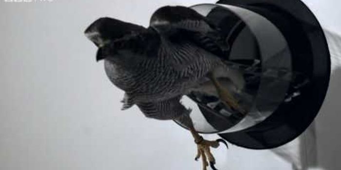 Goshawk Flies Through Tiny Spaces in Slo-Mo!