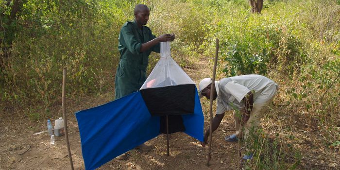 Tsetse Flies In Uganda Are No Match For New Blue Flytraps