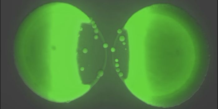 Bacteria Will Commit Suicide to Spare Their Colony