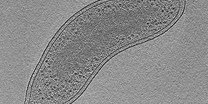 Investigating the Methods of a Bacteria Hunter