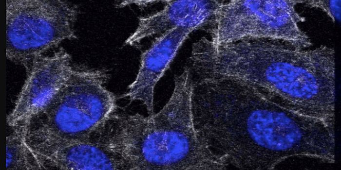 Molecular Motors can Penetrate Specific Cellular Targets