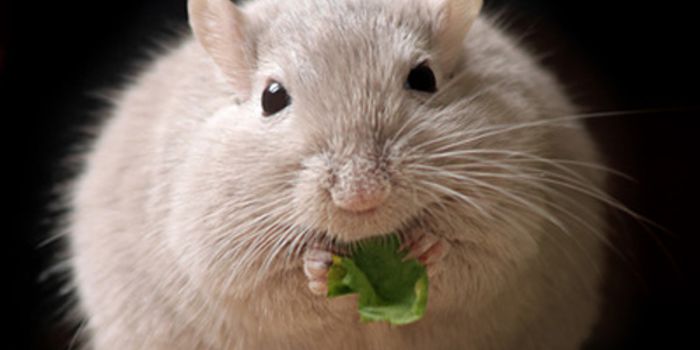 Deleting USF1 Gene Prevents Mice from Gaining Weight
