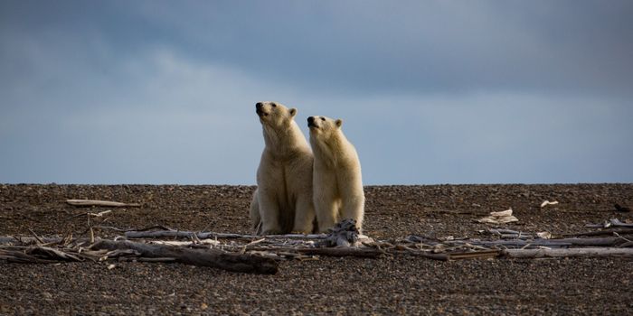 To drill or not to drill: the Arctic