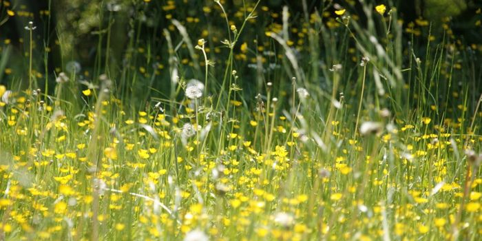 World's Largest Allergy Study Identifies Genetic Risk for Eczema, Hay Fever, and Asthma