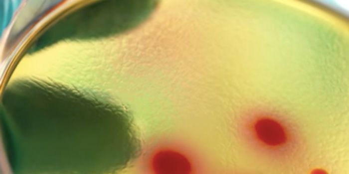 A Vaccine for Syphilis is in the Works