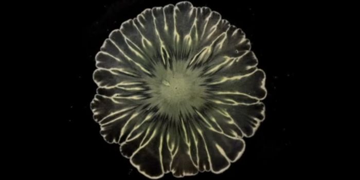 Bacterial Growth That is Truly Cultured