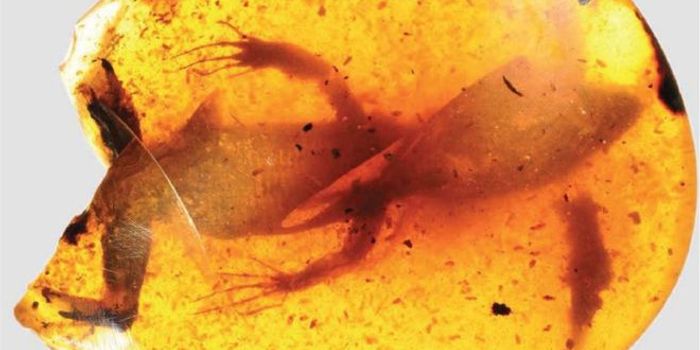 Researchers Find Cretaceous-Era Lizard Fossils Preserved in Amber