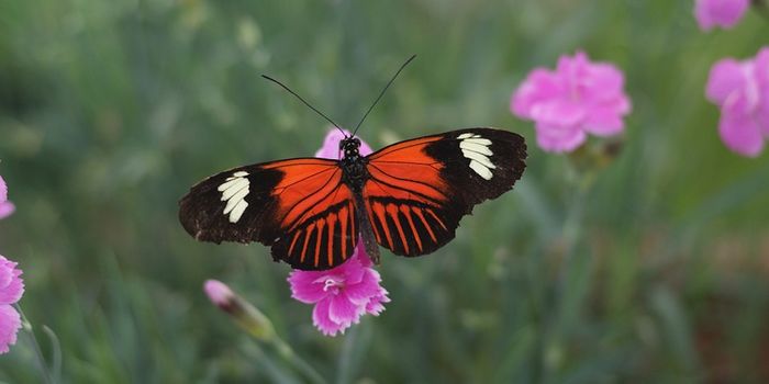 Even Different Species of Butterflies Can Easily Share Genes