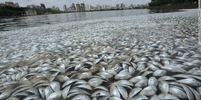 Estimated 35 Tons of Dead Fish Appear in a Chinese Lake
