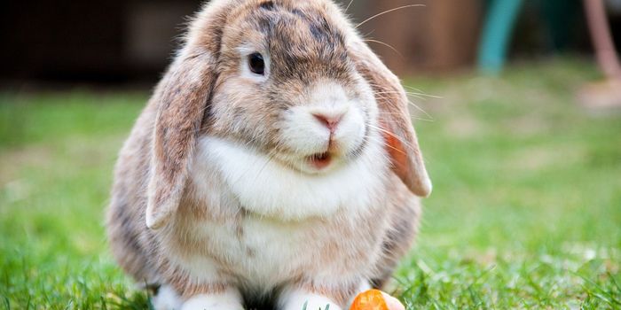 Bizarre Diets of Some Animals