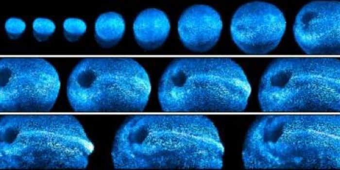 4-D Microscope Offers Look Into Early Development