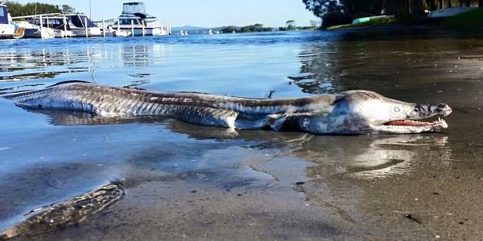 Giant Monstrous Sea Creature Washes Up in Australia, Gives Passerby a Scare