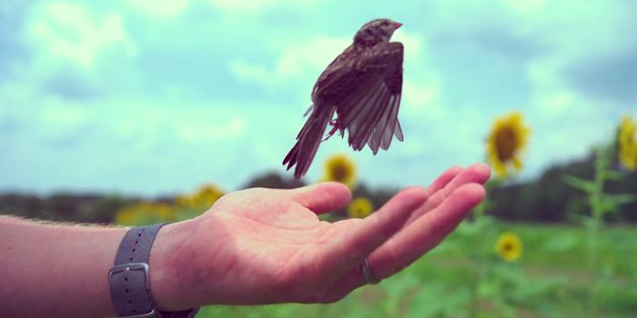 Watch a Bird Take Flight in Super-Slow Motion