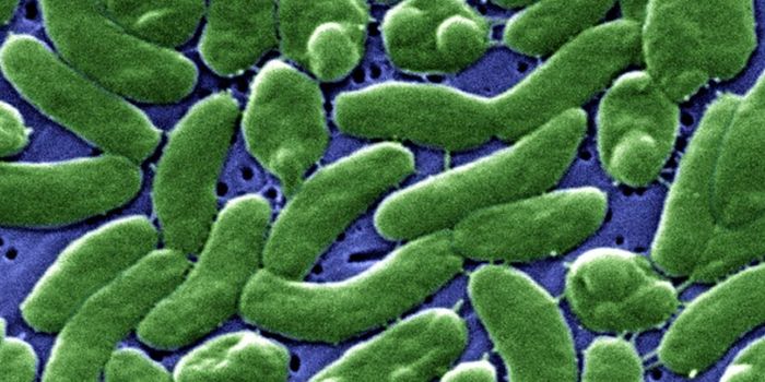 Bacteria Easily Share Mobile Genetic Elements That Confer Resistance to Phages