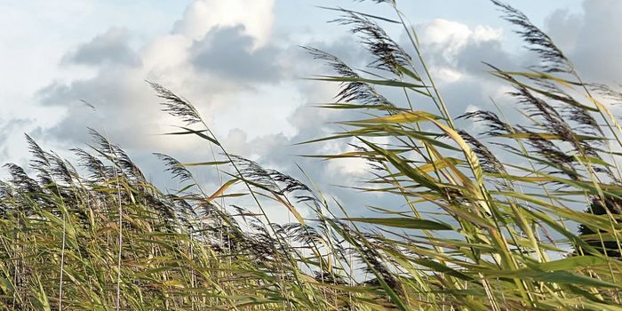 How Plant Cell Walls Stay Strong but Flexible