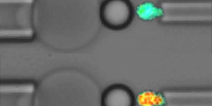 Platelets Use Mechanical Forces To Successfully Clot Blood
