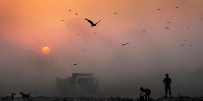 Air pollution is threatening birds' health